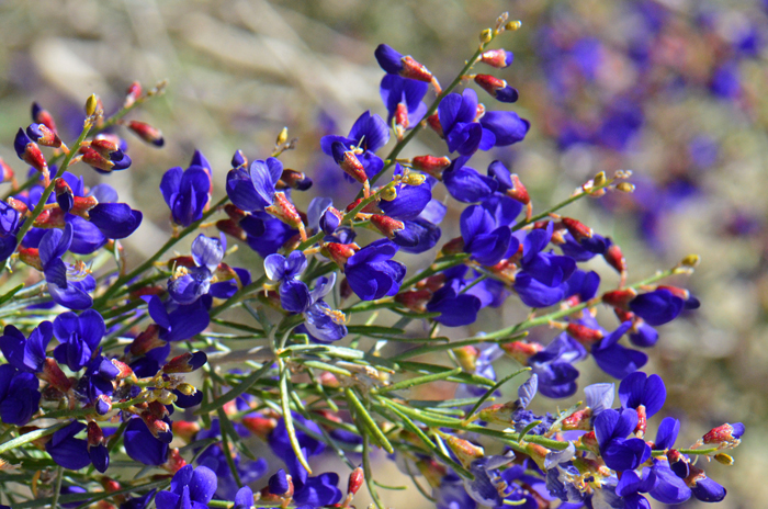 Schott's Dalea, Indigo Bush or Mesa Dalea has bright blue with 5 to 15 flowers on a racemose inflorescence. Psorothamnus schottii 